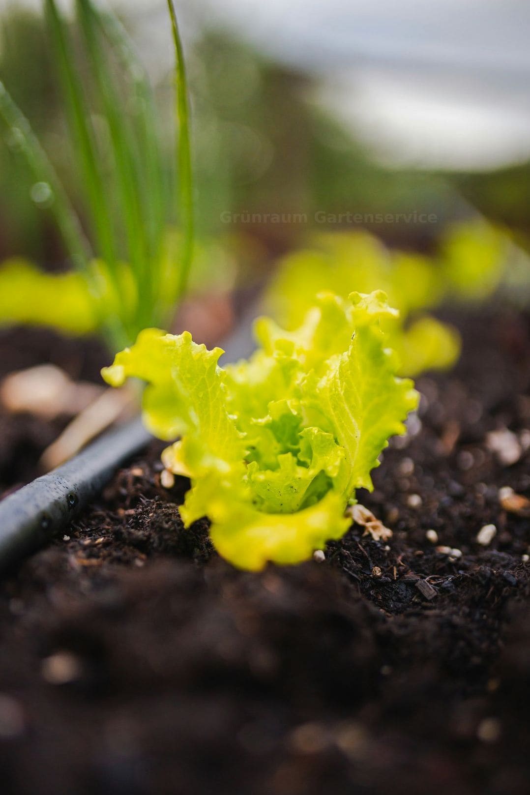 Grünraum Gartenservice 12