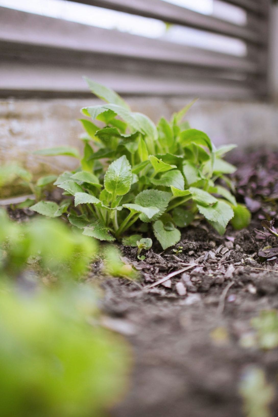 Gartenpflege und Rasenservice